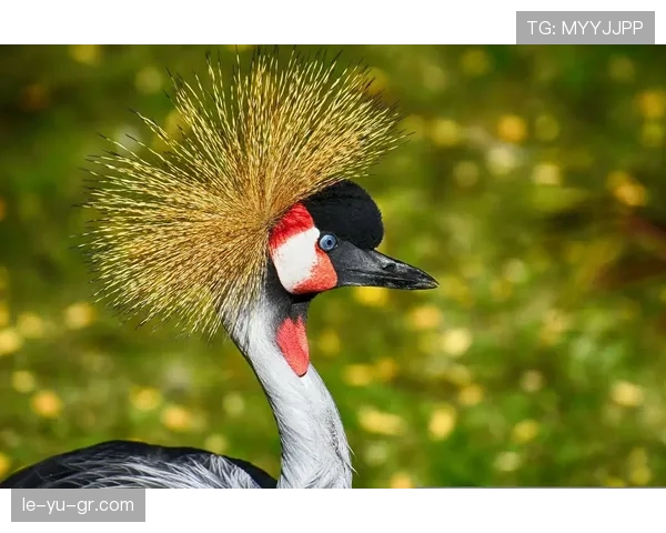 乌干达鹤军团：守护濒危物种的希望之光与前路挑战